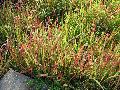 Japanese Blood Grass